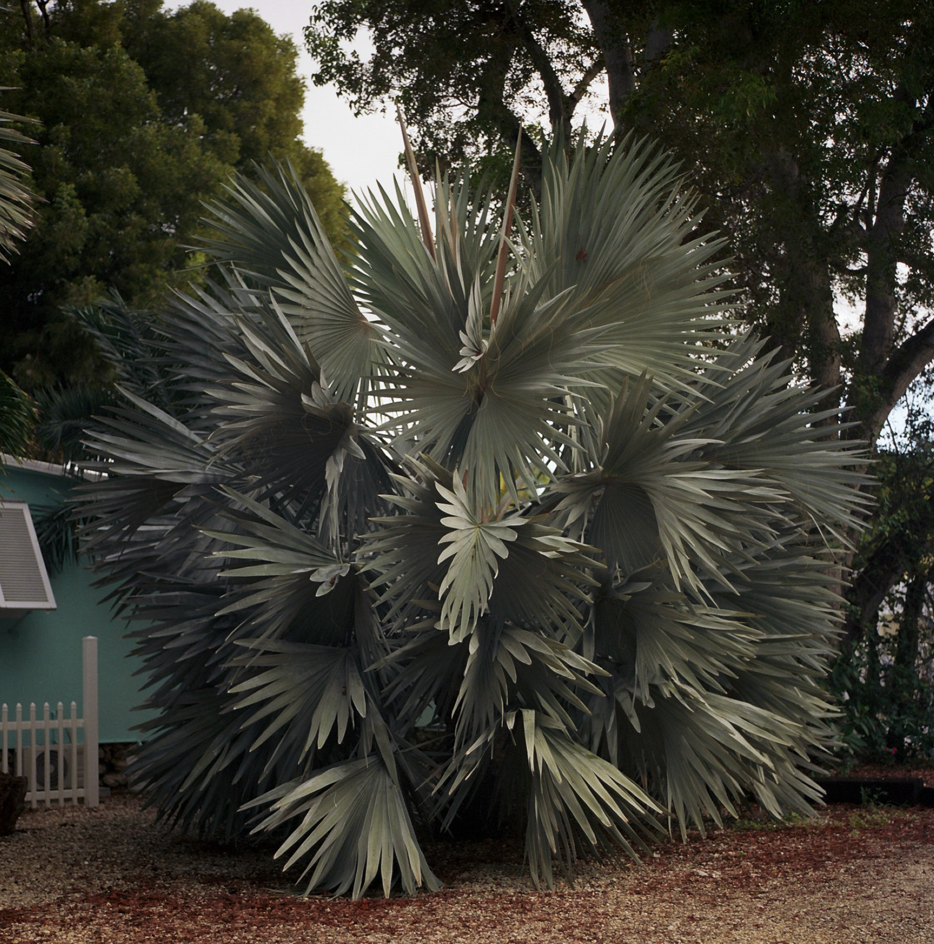 Bismarckia noblis (Silver Bismarck Palm) - on Pimlico Lane, Key Largo, FL