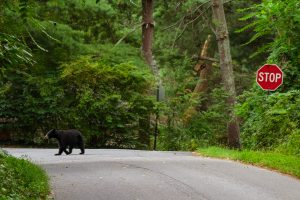 Black bear in Asheville, NC