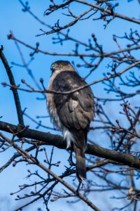Hawk sitting in a tree