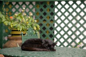 Black cat on a green table with a green fence and green plants in the background