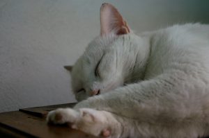 White cat on a brown surface with a white background